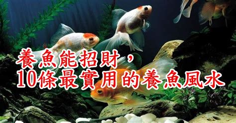 招財的魚|養魚能招財，10條最實用的養魚風水（你一定要知道）。